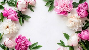 粉白芍药花卉边框装饰图