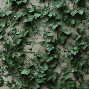 爬满常春藤的斑驳墙面