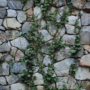 石墙上的翠绿藤蔓生机
