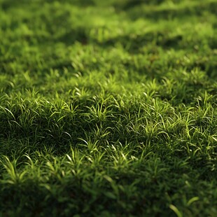 翠绿草坪 尽显自然生机
