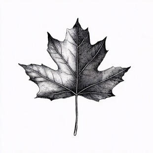 黑白枫叶素描图