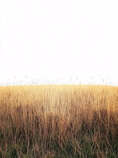 金色草海 纯净自然美景