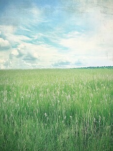 广袤绿野与蓝天白云