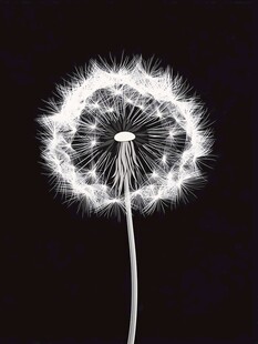 白色蒲公英的梦幻绽放