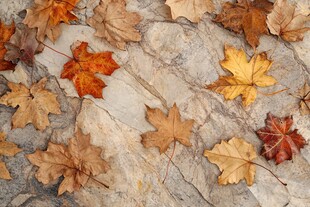 石板上的多彩秋日落叶