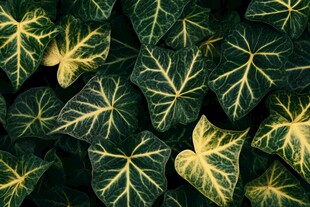 翠绿斑斓的常春藤叶片