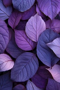 紫韵叶片特写