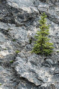 石缝中挺立的小松树