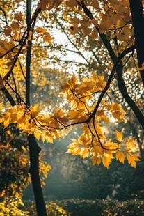 秋日金黄树叶林间光影