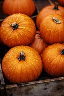 木盒中的饱满橙色南瓜