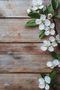 木底上的素雅白色花枝