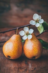 枝头双梨伴白花