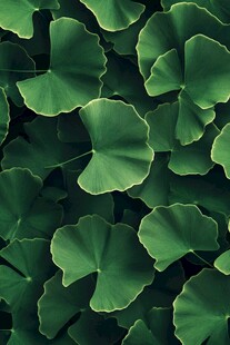 银杏叶特写 清新绿意满满