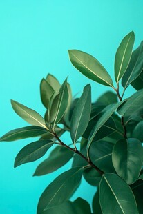 翠绿叶片于蓝背景中舒展