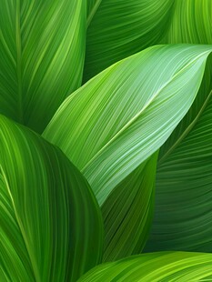 翠绿阔叶的自然生机画面