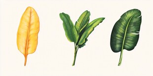 三色蕉叶插画