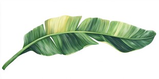 手绘香蕉叶 清新自然风