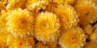 金黄菊花绽放的美丽瞬间