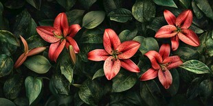 艳丽红百合绽放绿叶间