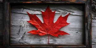 框中红叶展秋日之美