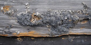 腐朽木板上的斑驳霉菌