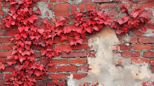 红藤覆旧墙 秋意满画面