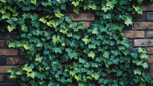 爬满常春藤的复古砖墙