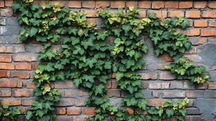 砖墙缠绕的翠绿常春藤