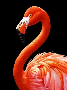 优雅火烈鸟的迷人姿态