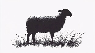 站立在草丛中的黑绵羊