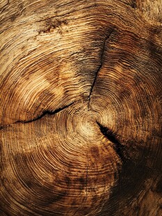 树桩年轮特写纹理画面