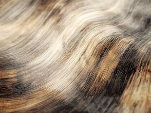 细腻毛发纹理特写