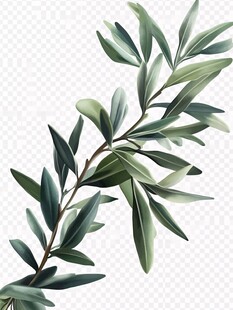 橄榄枝叶插画