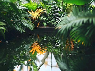 雨林植物的水中倒影之美