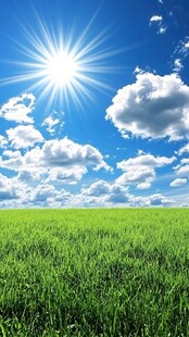 阳光照耀下的翠绿田野