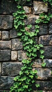 石墙上蔓延的翠绿藤蔓