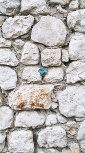 石墙缝隙中的蓝色小花