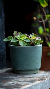 绿色花盆中的可爱多肉植物