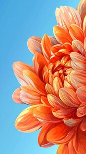 橙色大丽花绽放于蓝天