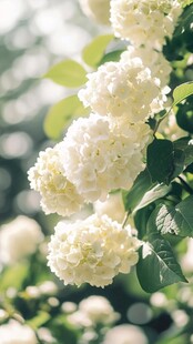 洁白绣球花绽放于绿叶间