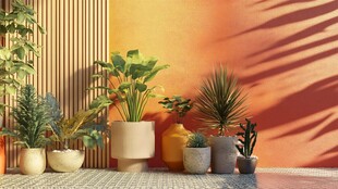 多彩墙边的绿植盆栽组合