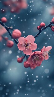 雪中绽放的娇艳粉色梅花