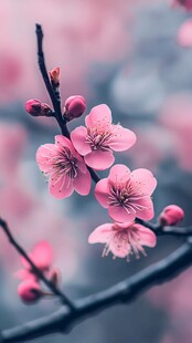 娇艳粉梅枝头绽