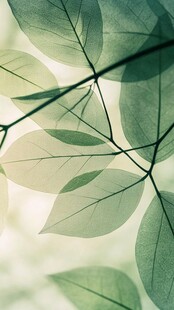 嫩绿枝叶的清新光影世界