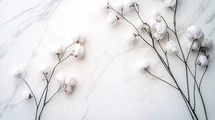 白色大理石上的棉花枝