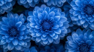 蓝色菊花绽放的美丽瞬间