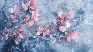 冰上绽放的粉色娇嫩花叶