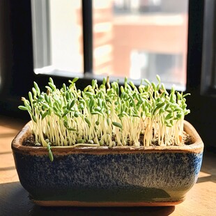 窗台上的翠绿豆芽盆栽