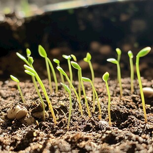 破土而出的嫩绿幼苗
