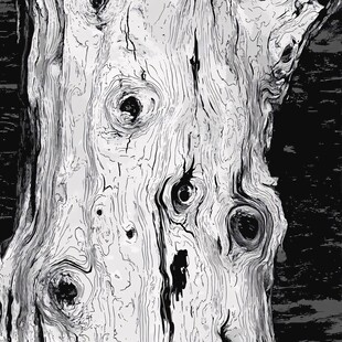 树的纹理特写